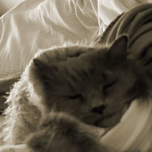 Meet your Posher, Sage